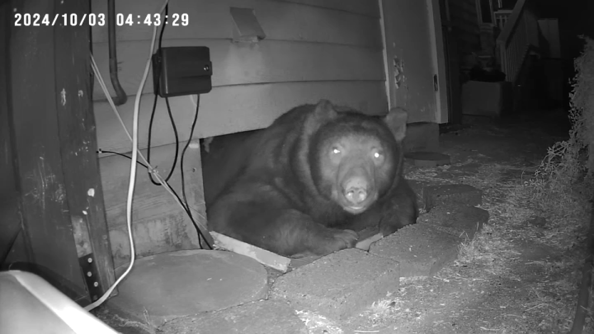 Monrovia couple finds 300-pound bear in crawl space – NBC Los Angeles