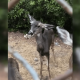 Operation to save Hollywood doe who has bone stuck in her mouth – NBC Los Angeles