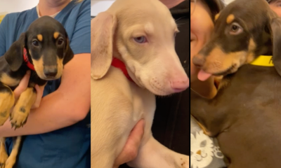 Puppies left outside East Valley animal shelter will be up for adoption – NBC Los Angeles