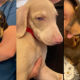 Puppies left outside East Valley animal shelter will be up for adoption – NBC Los Angeles