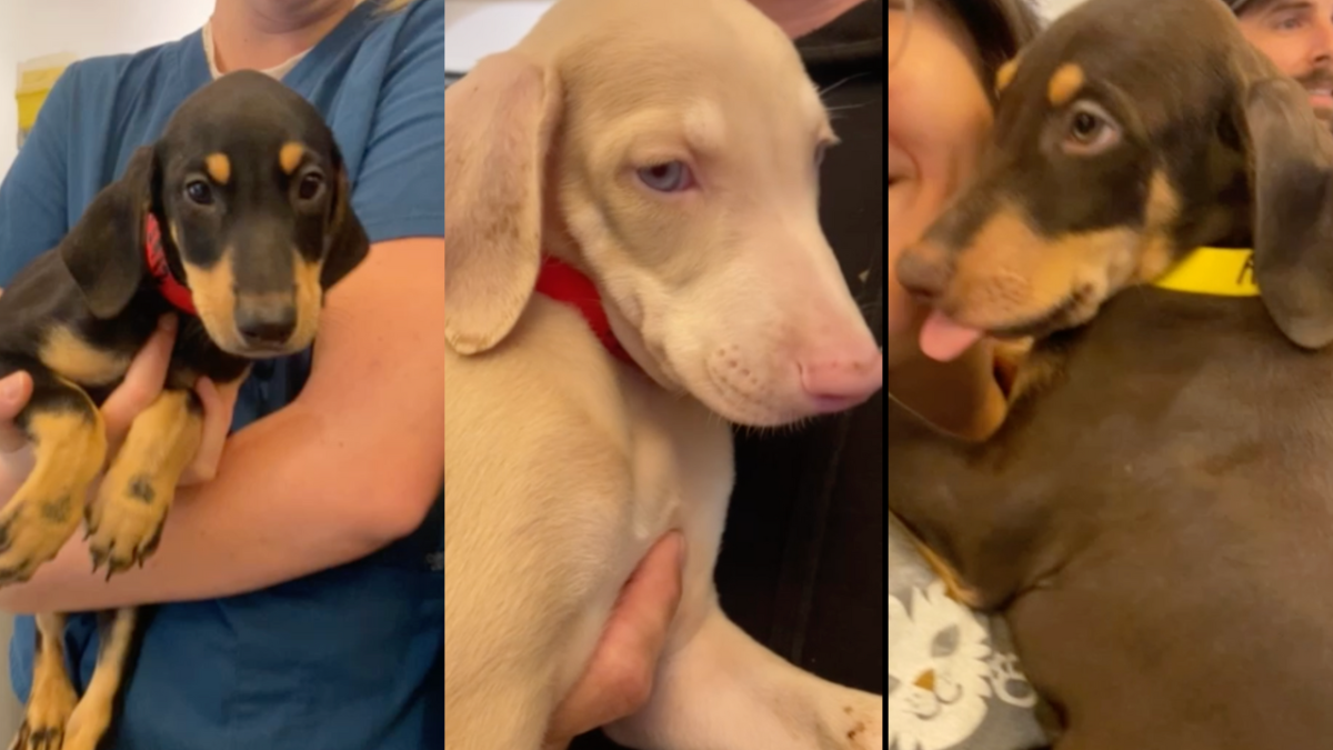 Puppies left outside East Valley animal shelter will be up for adoption – NBC Los Angeles