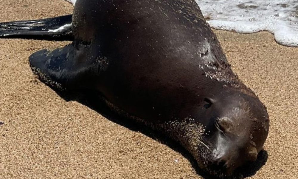 Reward offered after sea lion was shot at Orange County beach – NBC Los Angeles