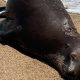 Reward offered after sea lion was shot at Orange County beach – NBC Los Angeles