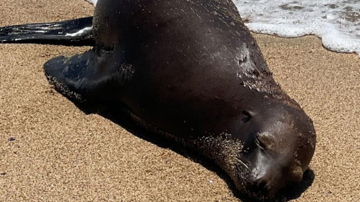 Reward offered after sea lion was shot at Orange County beach – NBC Los Angeles